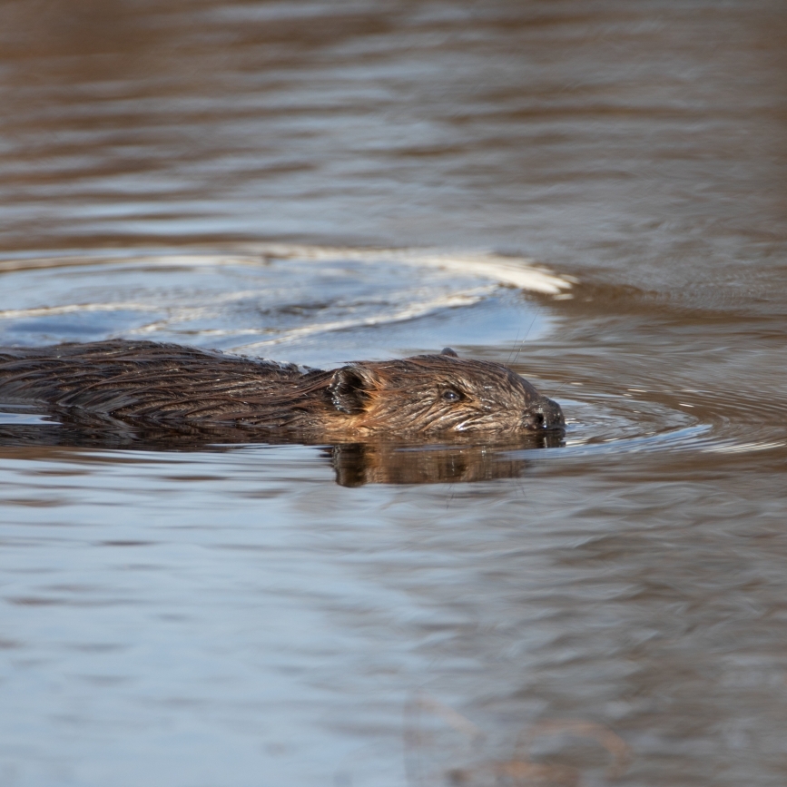 Leave it to Beavers - Natural Wonders Movie Night - FREE - logo